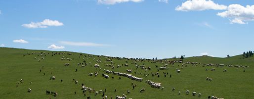 手にした瞬間始まる、カシミヤとの特別な旅。ZUTTOのモンゴルカシミヤシリーズのこと。