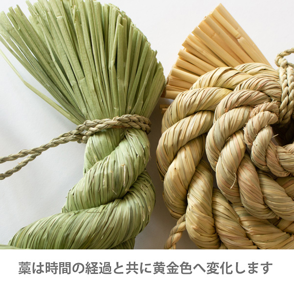 基本は黄金色のものとなりますが、自然な緑色のものをお届けする場合もございます。お選びいただくことはできませんので、ご了承ください。 基本は黄金色のものとなりますが、自然な緑色のものをお届けする場合もございます。お選びいただくことはできませんので、ご了承ください。