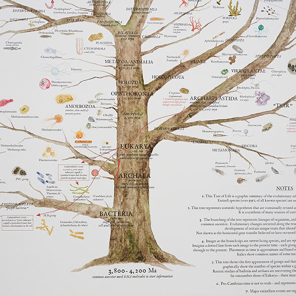 ポスター Tree of Life Poster 61×91.5／Fairhope Graphics（フェア