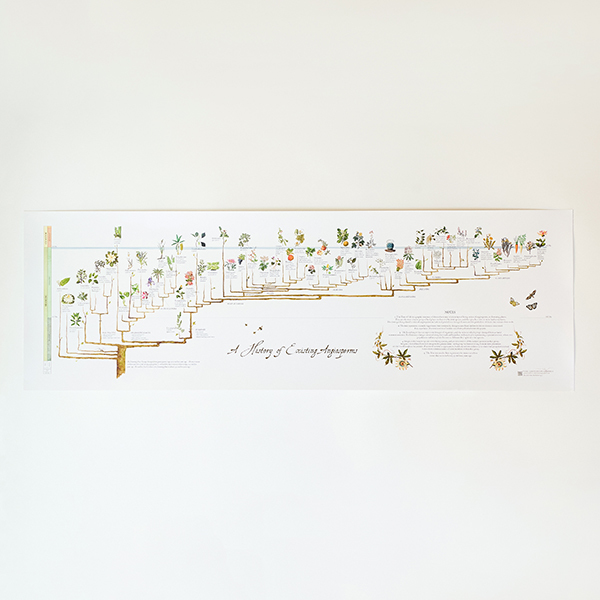 被子植物の歴史（A Hist of Existing Angiosperms）