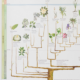 まるで植物学者気分を楽しめます まるで植物学者気分を楽しめます