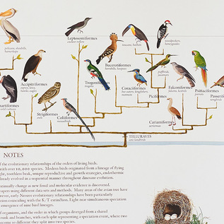 現存する鳥類の進化の歴史を図解した系統樹 現存する鳥類の進化の歴史を図解した系統樹