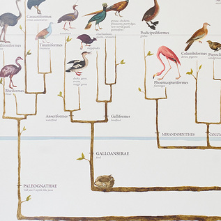 あの鳥とあの鳥の関係を知る あの鳥とあの鳥の関係を知る