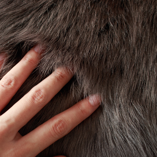 長い毛足と美しい艶(BRISA TOSCANA EBONY)