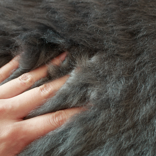 長く伸びた毛足(GREY) 長く伸びた毛足(GREY)