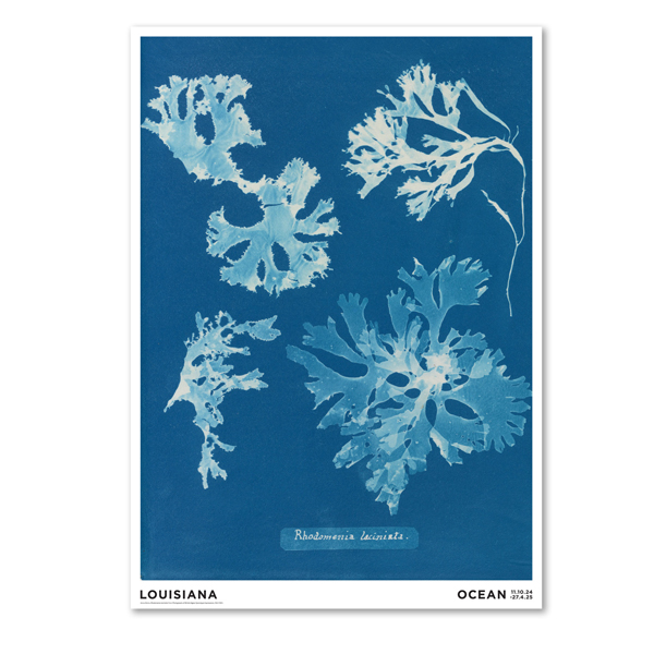 Rhodomenia laciniata/Anna Atkins Rhodomenia laciniata/Anna Atkins