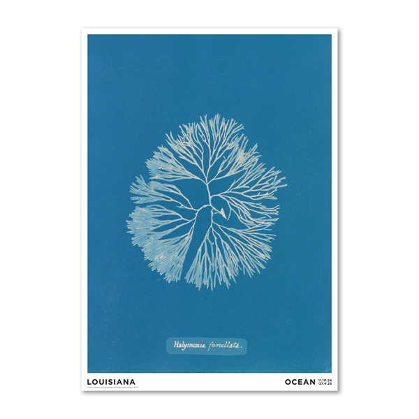 Halymenia furcelatta/Anna Atkins Halymenia furcelatta/Anna Atkins