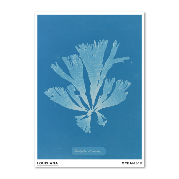 Dictyota tomariasum/Anna Atkins Dictyota tomariasum/Anna Atkins