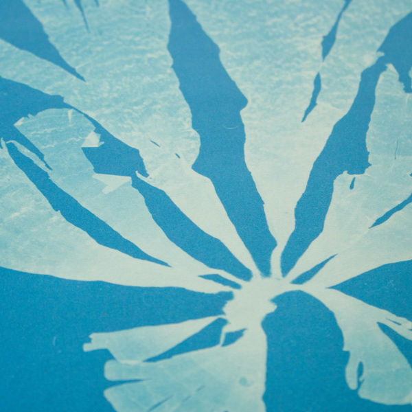 アノタイプというで浮かび上がる海藻の形(Anna Atkins) アノタイプというで浮かび上がる海藻の形(Anna Atkins)