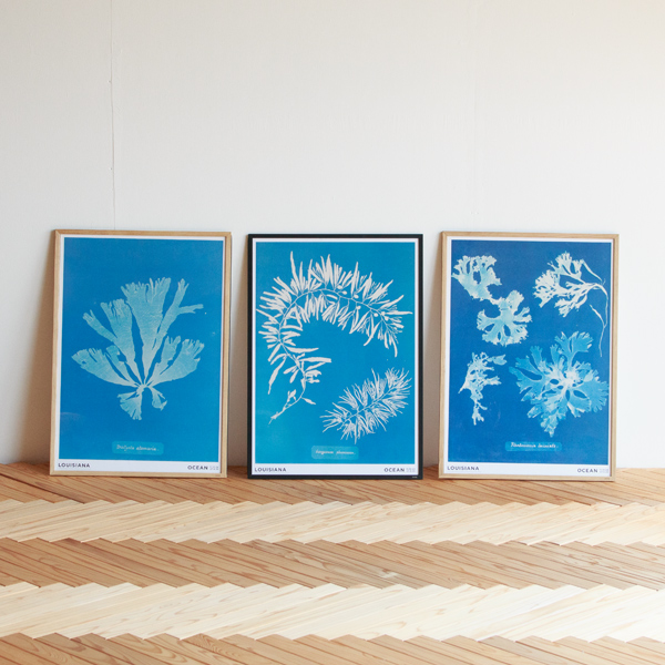 複数枚並べても統一感があります。(Anna Atkins) 複数枚並べても統一感があります。(Anna Atkins)