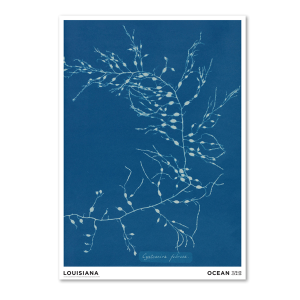 Cystoseira fibrosa/Anna Atkins Cystoseira fibrosa/Anna Atkins